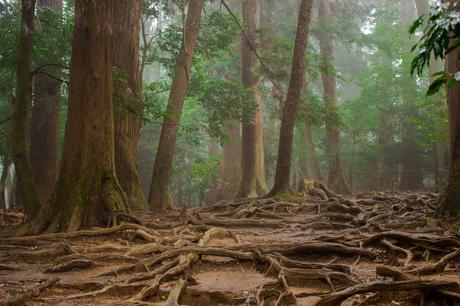 Comunicación entre los árboles Comunicación entre los árboles