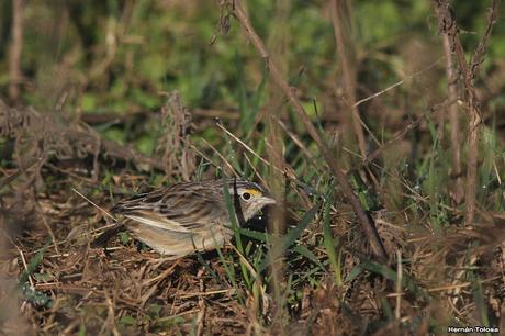 Juvenil de cachilo ceja amarilla