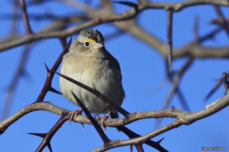 Juvenil de cachilo ceja amarilla