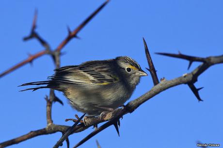 Juvenil de cachilo ceja amarilla