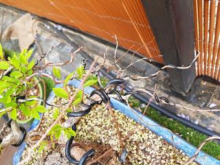 Olmo Comun : un duro invierno Olmo Comun : un duro invierno