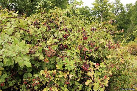 Frambueso (Rubus idaeus)