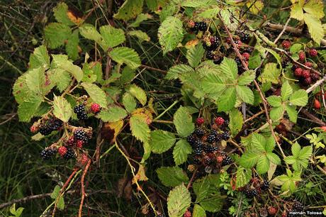 Frambueso (Rubus idaeus)