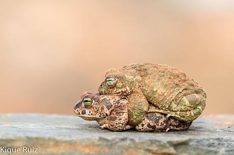 Sapo corredor Sapo corredor