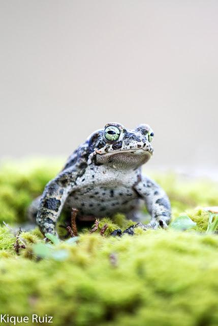 Sapo corredor Sapo corredor