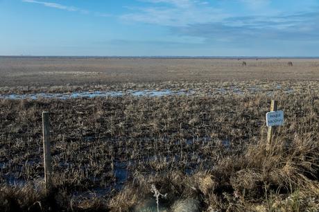 Pinos, dunas y cámaras en Doñana