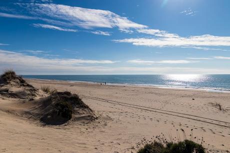 Pinos, dunas y cámaras en Doñana