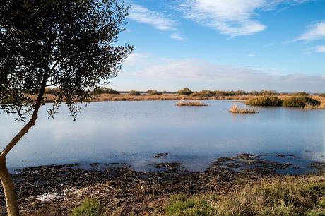 Pinos, dunas y cámaras en Doñana