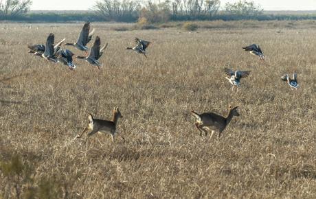 Pinos, dunas y cámaras en Doñana