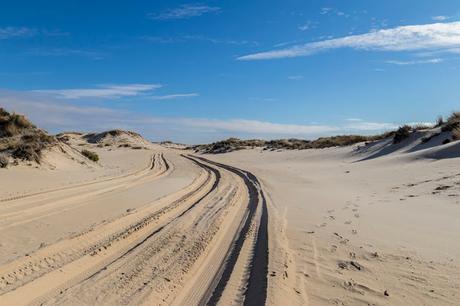 Pinos, dunas y cámaras en Doñana