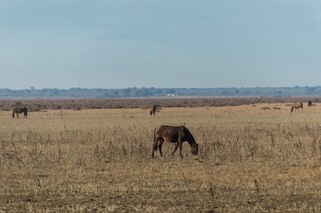 Pinos, dunas y cámaras en Doñana