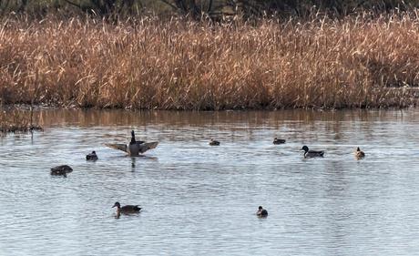 Pinos, dunas y cámaras en Doñana