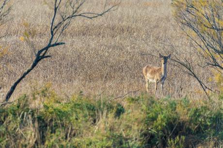 Pinos, dunas y cámaras en Doñana