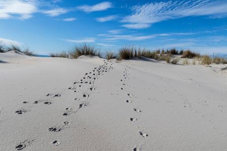 Pinos, dunas y cámaras en Doñana