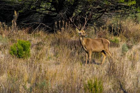 Pinos, dunas y cámaras en Doñana