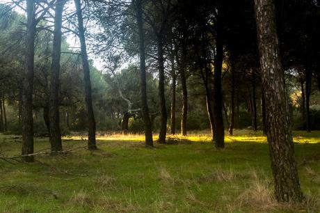 Pinos, dunas y cámaras en Doñana