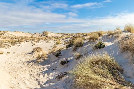 Pinos, dunas y cámaras en Doñana