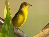 Arañero cara negra (Masked yellowthroat) Geothlypis aequinoctialis