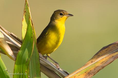 Arañero cara negra (Masked yellowthroat) Geothlypis aequinoctialis