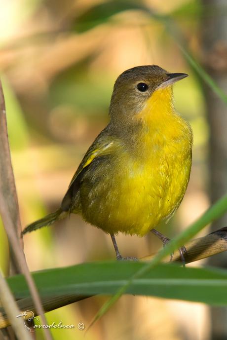 Arañero cara negra (Masked yellowthroat) Geothlypis aequinoctialis