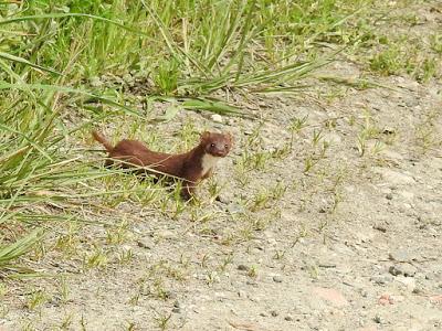 ¡De regalo, una comadreja!