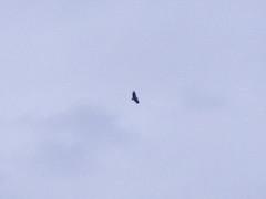 Una tarde de primavera en la Sierra Norte de Guadalajara