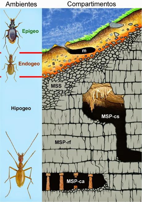 El medio subterráneo...