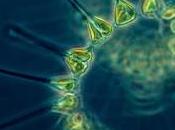 plancton, Ernest Ingersoll