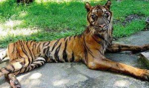 Venezuela: “Los Animales en Cautiverio también Mueren por Desnutrición”