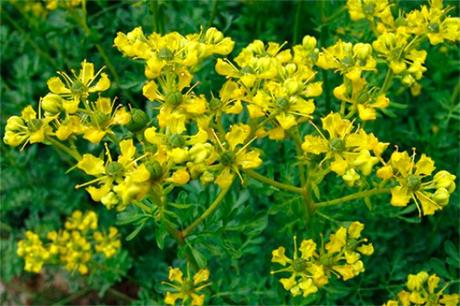 Ruda: Limpiezas, magia y mucho más.. Ruda: Limpiezas, magia y mucho más..