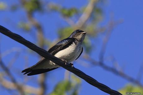 Golondrinas de la laguna