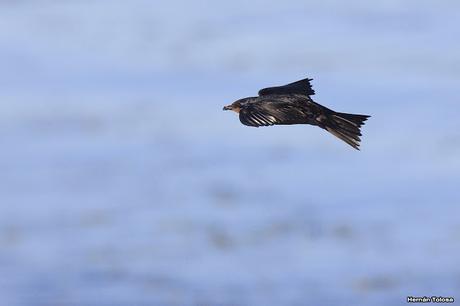 Golondrinas de la laguna