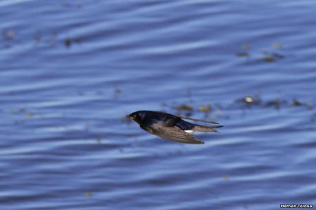 Golondrinas de la laguna