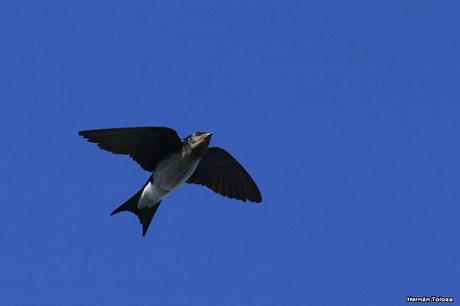 Golondrinas de la laguna