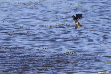 Golondrinas de la laguna