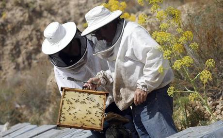 Más de 700 millones de abejas mueren cada año en la Región Miguel Fernández y Joaquín Martínez en la finca de este.