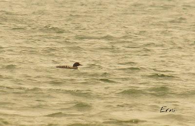 POLLUELA BASTARDA... Y OTROS