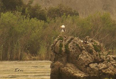 POLLUELA BASTARDA... Y OTROS