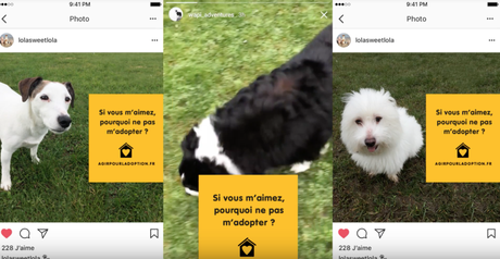 Pedigree hackea las cuentas de Instagram de los perros más famosos para concienciar sobre la adopción