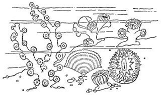 Anémonas y Corales, Ernest Ingersoll Anémonas y Corales, Ernest Ingersoll