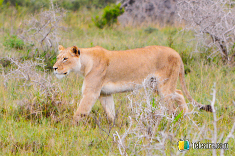 leones al acecho en parque natural, Sudáfrica 
