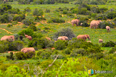 manada de elefantes en Parque Addo, Sudáfrica
