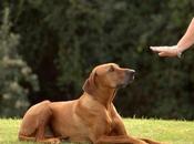 Montequinto acogerá próxima edición “Curso Adiestramiento Canino”