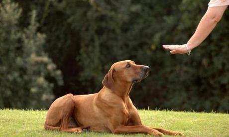 Montequinto acogerá la próxima edición del “Curso de Adiestramiento Canino”