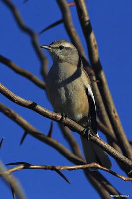 Una buena calandria