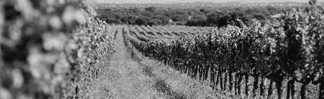 Graciano, una uva potente y aromática para vinos de la máxima calidad