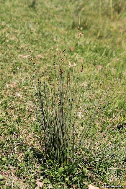 Junquito (Juncus imbricatus)