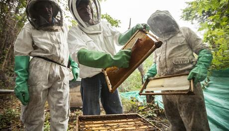 LA PRODUCCIÓN DE MIEL EN EL PAÍS CRECIÓ 63,6% ENTRE 2012 Y LA PROYECCIÓN DE 2018