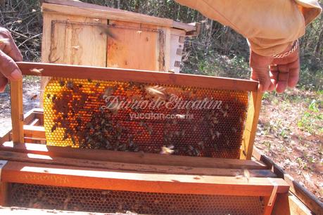 Los apicultores de Peto en Yucatán, afrontan una difícil situación
