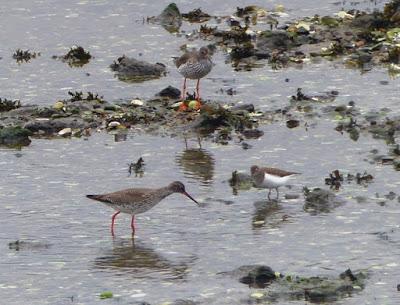 Archibebes en migración